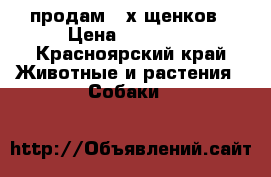 продам 2-х щенков › Цена ­ 15 000 - Красноярский край Животные и растения » Собаки   